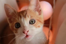 Wonderful little cat posing in front of the camera 이미지 (486627536) - 게티이미지뱅크 Wonderful little cat posing in front... 