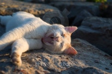 Cat Looks Like Laughing 이미지 (474077728) - 게티이미지뱅크 Cat Looks Like Laughing