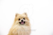 Smiling Cute Pomeranian 이미지 (486698786) - 게티이미지뱅크 Smiling Cute Pomeranian