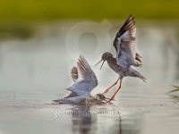 Two fighting Male Common Redshank 이미지 (492774760) - 게티이미지뱅크 Two fighting Male Common Redshank