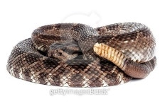 Southern Pacific Rattlesnake (Crotalus viridis helleri). 이미지 (465855972) - 게티이미지뱅크 Southern Pacific Rattlesnake... 