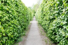 Schonbrunn Palace gardens alley 이미지 (476104144) - 게티이미지뱅크 Schonbrunn Palace gardens alley