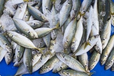 Fish 이미지 (476160696) - 게티이미지뱅크 Fish