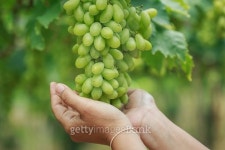 Bunch of fresh green grapes in vineyard 이미지 (475101590) - 게티이미지뱅크 Bunch of fresh green grapes in vineyard