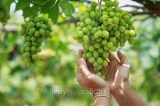 Bunch of fresh green grapes in vineyard 이미지 (475096072) - 게티이미지뱅크 Bunch of fresh green grapes in vineyard