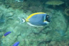 Powder blue tang, Acanthurus leucosternon 이미지 (485762584) - 게티이미지뱅크 Powder blue tang, Acanthurus leucosternon