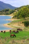 Horses on pasture near the lake 이미지 (536194223) - 게티이미지뱅크 Horses on pasture near the lake