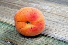 Ripe apricot 이미지 (482668762) - 게티이미지뱅크 Ripe apricot