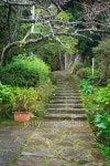 Lush Green Tropical Jungle pathway 이미지 (496311028) - 게티이미지뱅크 Lush Green Tropical Jungle pathway