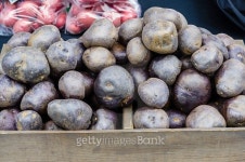 Dark blue potatoes on display 이미지 (490996232) - 게티이미지뱅크 Dark blue potatoes on display