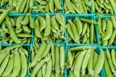 Peas in baskets on display 이미지 (465156426) - 게티이미지뱅크 Peas in baskets on display