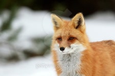 Little red fox 이미지 (467532546) - 게티이미지뱅크 Little red fox