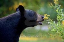 Black bear and goldenrod 이미지 (488250082) - 게티이미지뱅크 Black bear and goldenrod