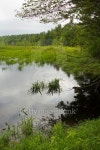 Water in a swamp at White Memorial, Litchfield, Connecticut. 이미지 (478290548) - 게티이미지뱅크 Water in a swamp at White... 
