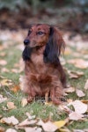 Bear - Dachshund Puppy - Red Dapple 이미지 (491172100) - 게티이미지뱅크 Bear - Dachshund Puppy - Red Dapple