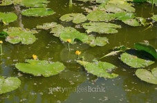 Water lily in a pond 이미지 (474429416) - 게티이미지뱅크 Water lily in a pond