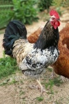Beautiful Rooster 이미지 (487474138) - 게티이미지뱅크 Beautiful Rooster