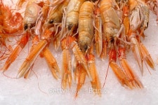 Langoustines 이미지 (490127200) - 게티이미지뱅크 Langoustines