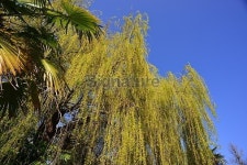 Willow tree, U.K. 이미지 (469062306) - 게티이미지뱅크 Willow tree, U.K.
