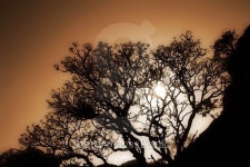 background of branch 이미지 (470204738) - 게티이미지뱅크 background of branch