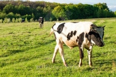 Bull grazing on the lawn 이미지 (480638216) - 게티이미지뱅크 Bull grazing on the lawn