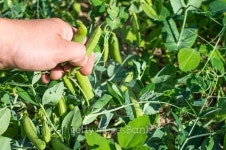 Harvesting of ripe green peas 이미지 (480487688) - 게티이미지뱅크 Harvesting of ripe green peas