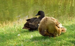 Mallard Grooming Itself 이미지 (485883904) - 게티이미지뱅크 Mallard Grooming Itself