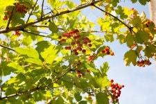 Red Viburnum berries in the tree 이미지 (482998512) - 게티이미지뱅크 Red Viburnum berries in the tree