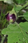 egg plant 이미지 (467461106) - 게티이미지뱅크 egg plant