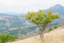 tree in the mountains 이미지 (466500698) - 게티이미지뱅크 tree in the mountains