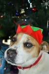 Cute dog wearing a Christmas Elf hat 이미지 (496958432) - 게티이미지뱅크 Cute dog wearing a Christmas Elf hat