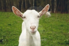 goat 이미지 (474612786) - 게티이미지뱅크 goat