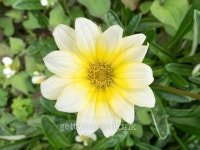 ãã‚Œã„ã«å’²ã„ã¦ã„ãŸã‚¯ãƒªãƒ¼ãƒ è‰²ã®èŠ± 이미지 (471637...