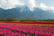 Cultivated Tulip Field Fraser Valley British Columbia 이미지 (469597832) - 게티이미지뱅크 Cultivated Tulip Field Fraser... 