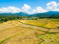 Golden Rice Field during Harvesting 이미지 (499236514) - 게티이미지뱅크 Golden Rice Field during Harvesting