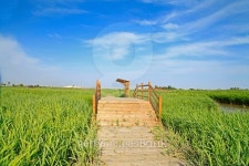 Wooden bridge under the blue sky in the wetland park 이미지 (491050874) - 게티이미지뱅크 Wooden bridge under the blue sky in... 