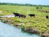 Bulls in Camargue, France 이미지 (493180764) - 게티이미지뱅크 Bulls in Camargue, France