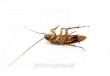 Dead cockroach isolated on white background 이미지 (478394642) - 게티이미지뱅크 Dead cockroach isolated on white background