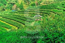 Tea plantation in the Doi Ang Khang, Chiang Mai, Thailand 이미지 (478944904) - 게티이미지뱅크 Tea plantation in the Doi Ang... 