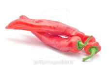 red chili pepper 이미지 (495580828) - 게티이미지뱅크 red chili pepper