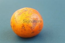 Orange 이미지 (537644651) - 게티이미지뱅크 Orange