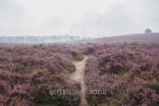 Moorland in the Veluwe. 이미지 (492160848) - 게티이미지뱅크 Moorland in the Veluwe.
