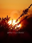 Sunset Orange 이미지 (478713454) - 게티이미지뱅크 Sunset Orange