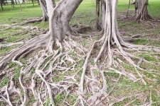 tree with spreading roots 이미지 (482000116) - 게티이미지뱅크 tree with spreading roots