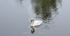 Swan swiming in a lake 이미지 (493336958) - 게티이미지뱅크 Swan swiming in a lake