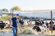 Farmer is working on farm with dairy cows 이미지 (502039742) - 게티이미지뱅크 Farmer is working on farm with dairy cows