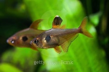 Aquarium fish. Rosy Tetra. 이미지 (533176797) - 게티이미지뱅크 Aquarium fish. Rosy Tetra.