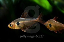 Aquarium fish. Rosy Tetra. 이미지 (537973991) - 게티이미지뱅크 Aquarium fish. Rosy Tetra.