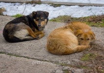 Two stray dogs 이미지 (475297500) - 게티이미지뱅크 Two stray dogs