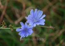 Two blue wildflowers closeup. Flowers and gardens 이미지 (502585796) - 게티이미지뱅크 Two blue wildflowers closeup. Flowers... 